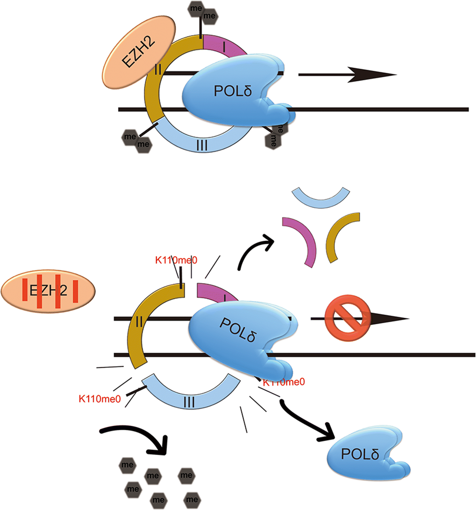 EZH2 promotes DNA replication by stabilizing interaction of POLδ and PCNA  via methylation-mediated PCNA trimerization | Epigenetics & Chromatin |  Full Text
