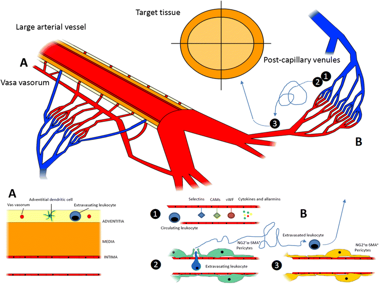 Parietal and intravascular innate mechanisms of vascular inflammation |  Arthritis Research & Therapy | Full Text