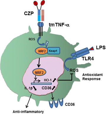 Fig. 6