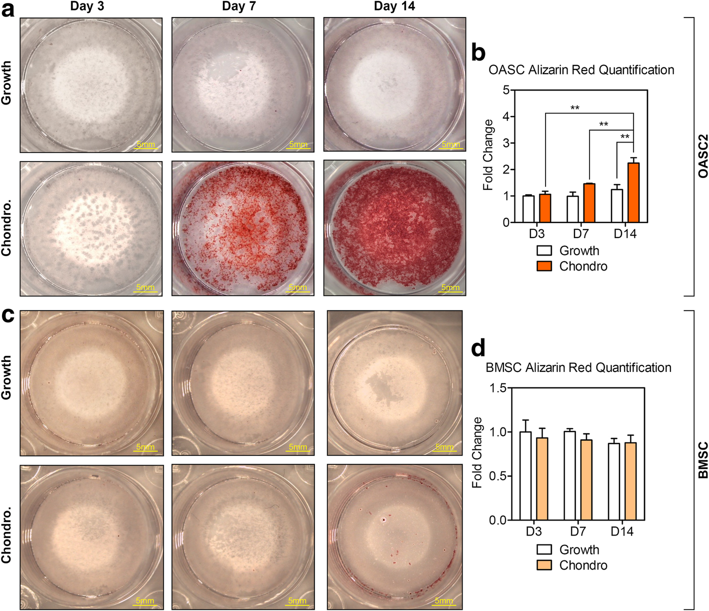 Chondrogenic induction of human osteoarthritic cartilage-derived mesenchymal stem cells activates mineralization hypertrophic and osteogenic gene expression through a mechanomiR | Arthritis Research & | Text