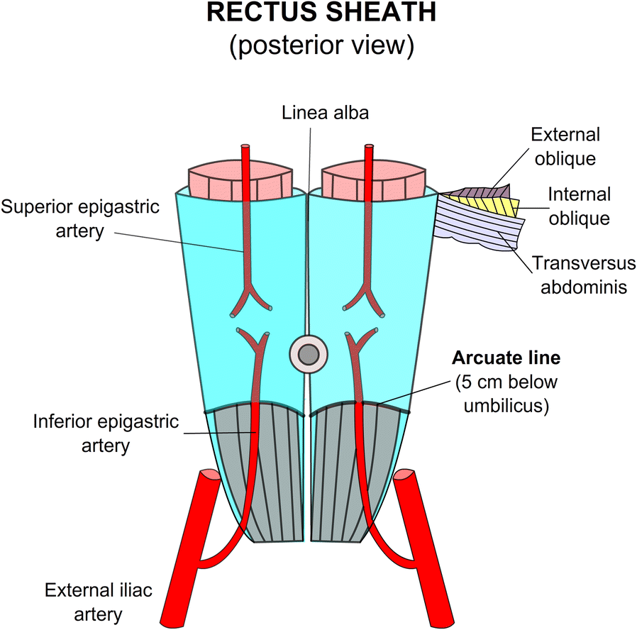 arcuate line