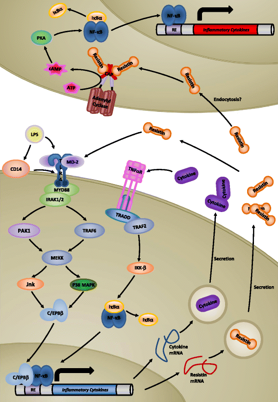 Fig. 2