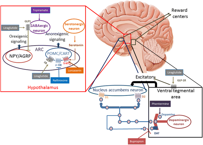 Fig. 1