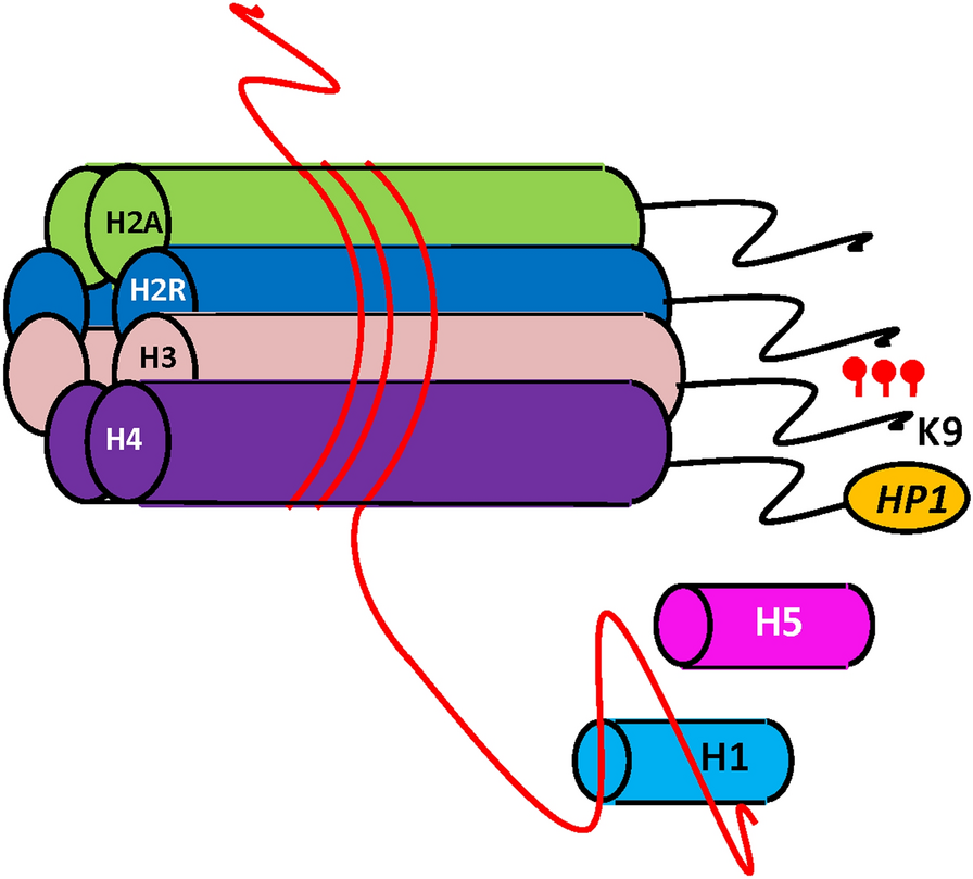 Fig. 5