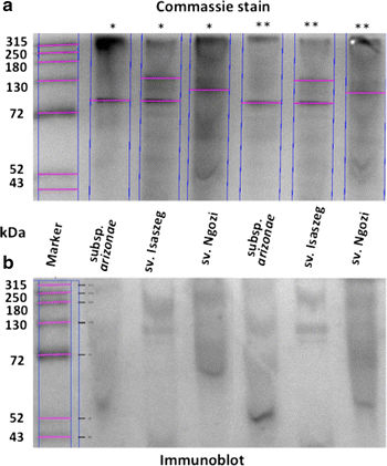 Figure 5