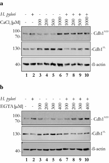 Fig. 6