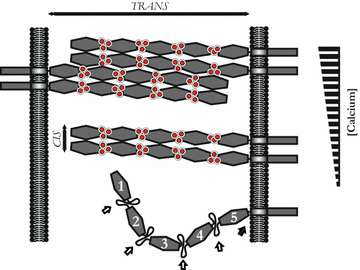 Fig. 7