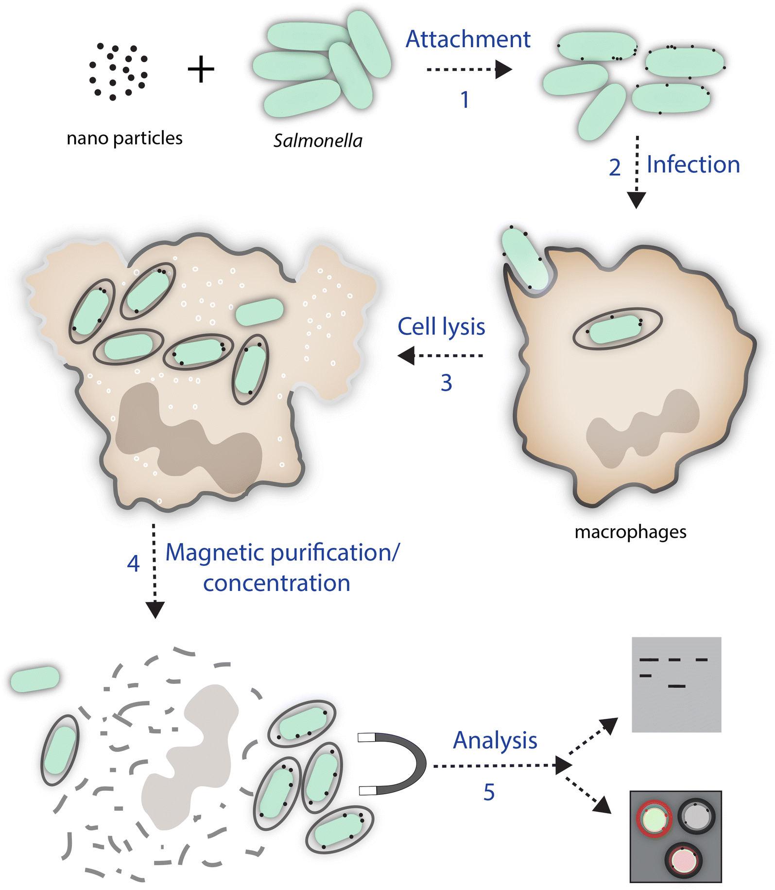 Fig. 1