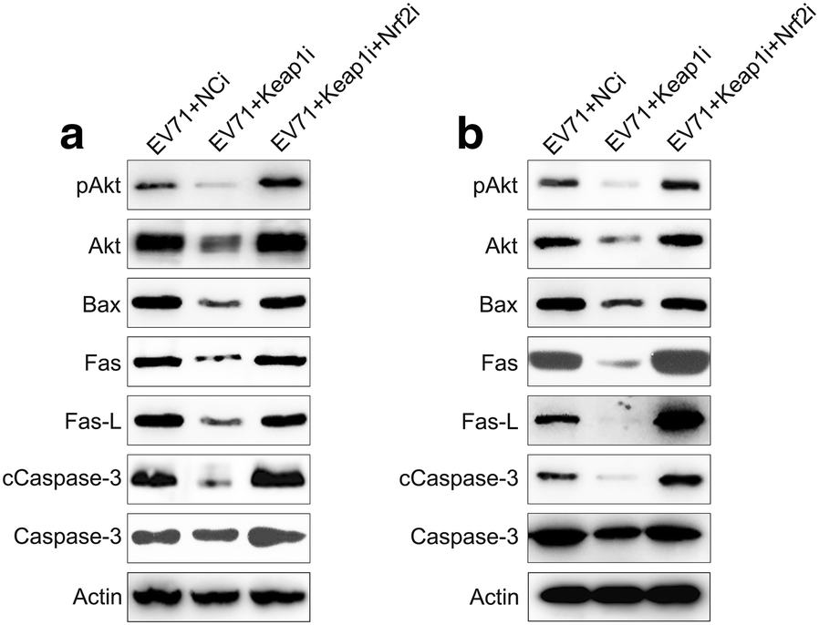 Fig. 7