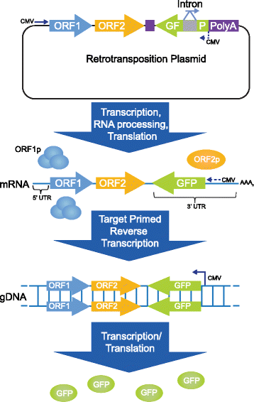 Fig. 5