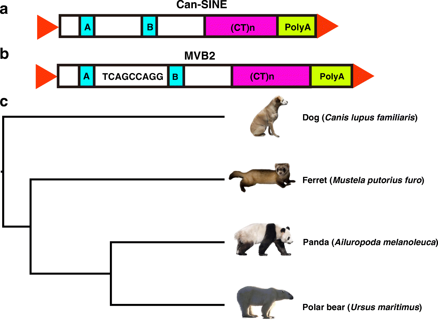 Can-SINE dynamics in the giant panda and three other Caniformia genomes |  Mobile DNA | Full Text