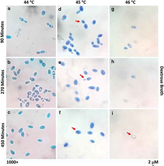 Fig. 4