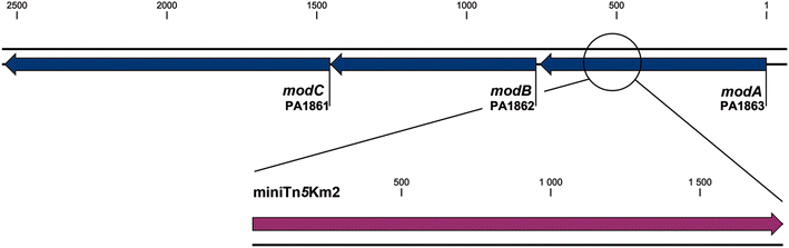 Fig. 1