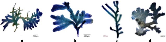 Fig. 1