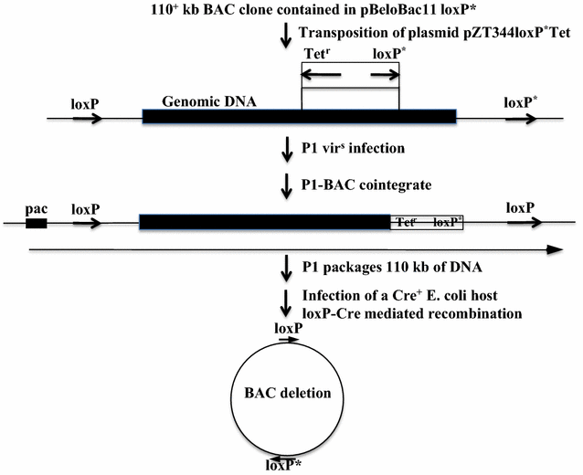 Fig. 4