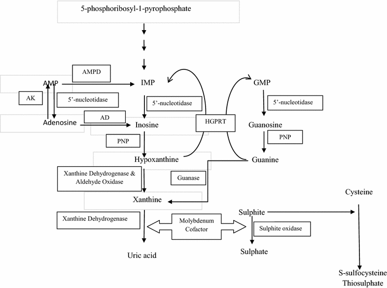 Fig. 1