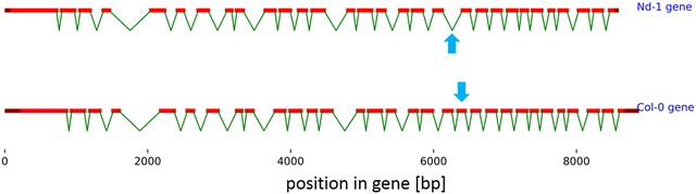 Fig. 1