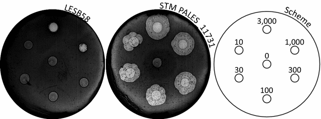 Fig. 1