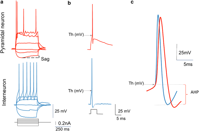 Fig. 1