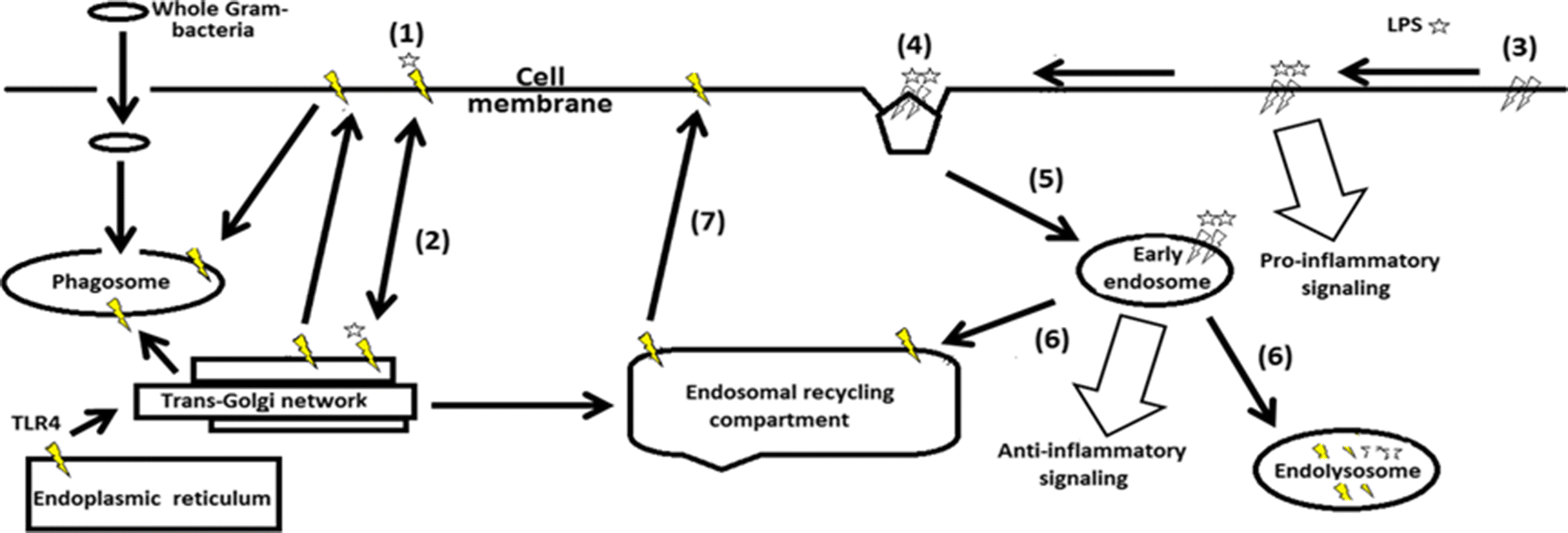 Fig. 1