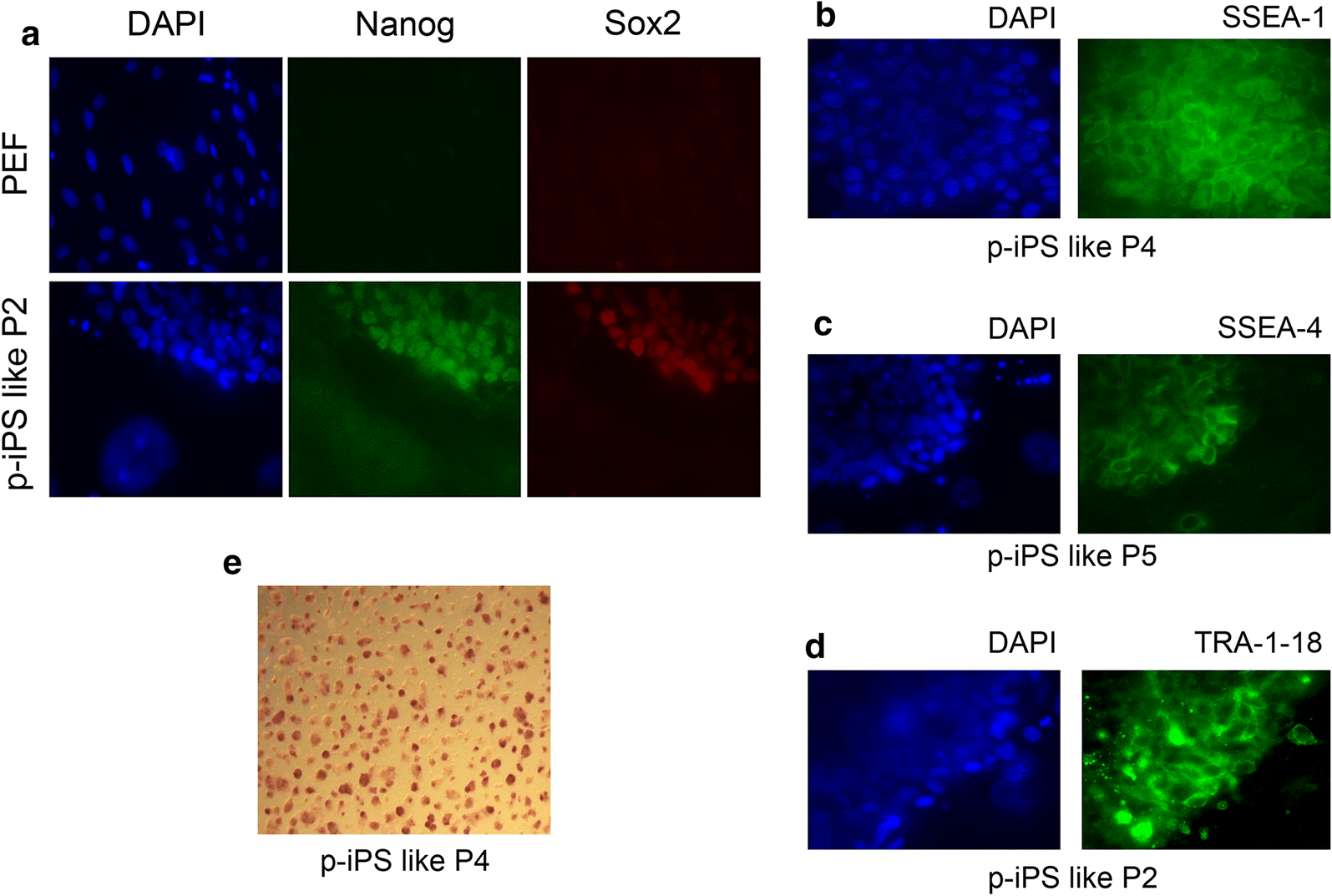 Fig. 2