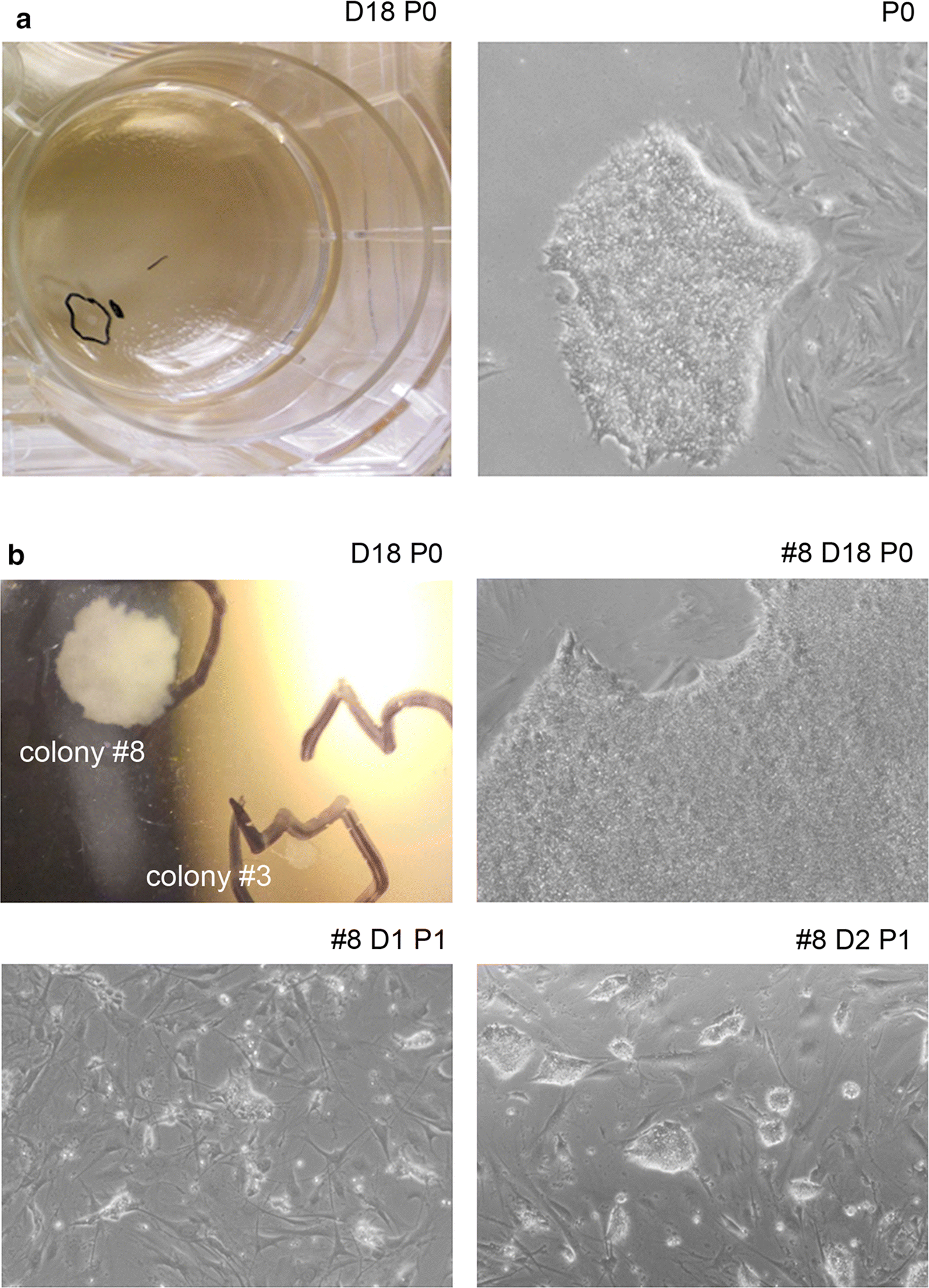 Fig. 3