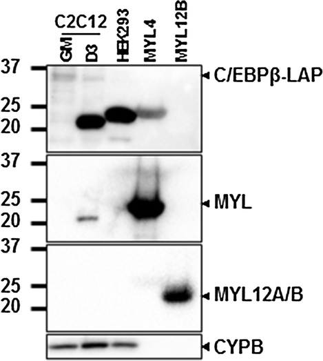 Fig. 3