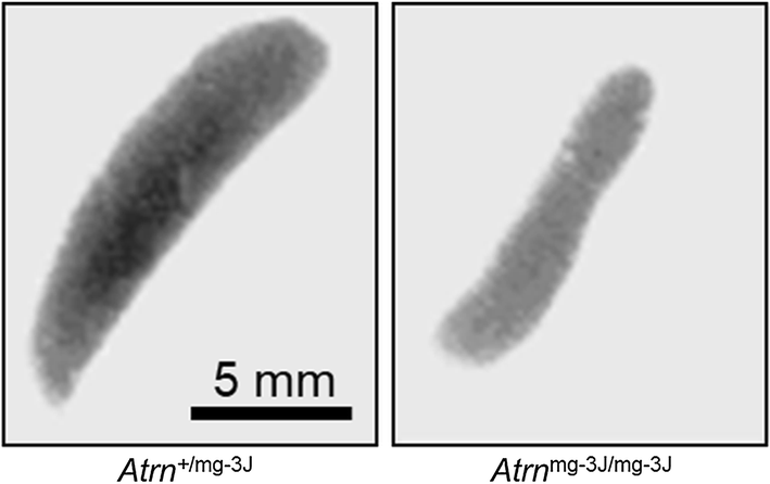 Fig. 1