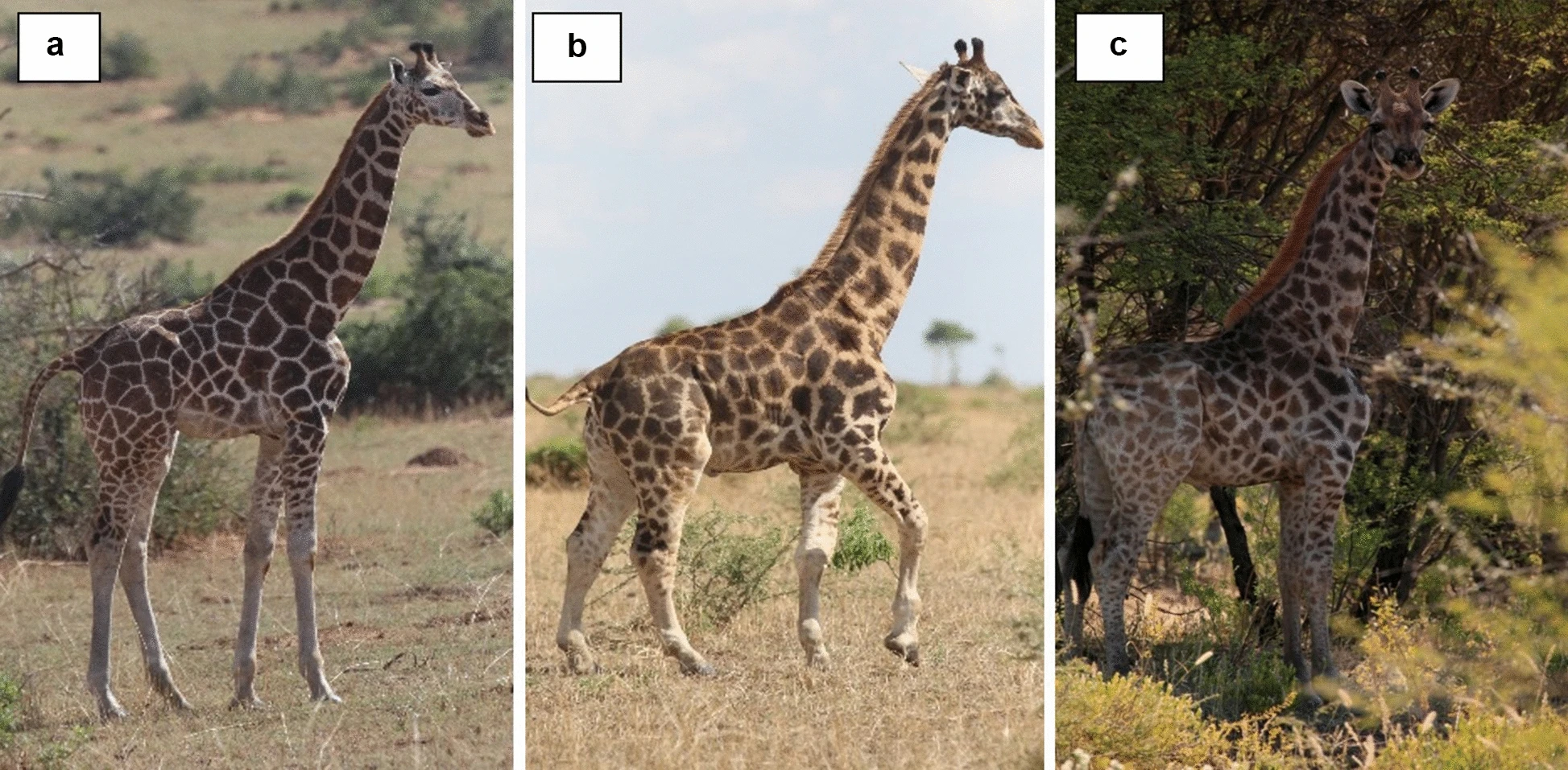 Сколько жирафов в мире. Карликовый Жираф. Размер жирафа. Жираф средний рост. Карликовые Жирафы.