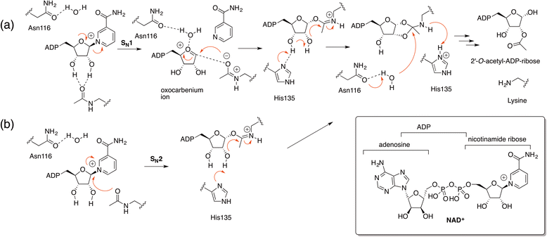 Scheme 4