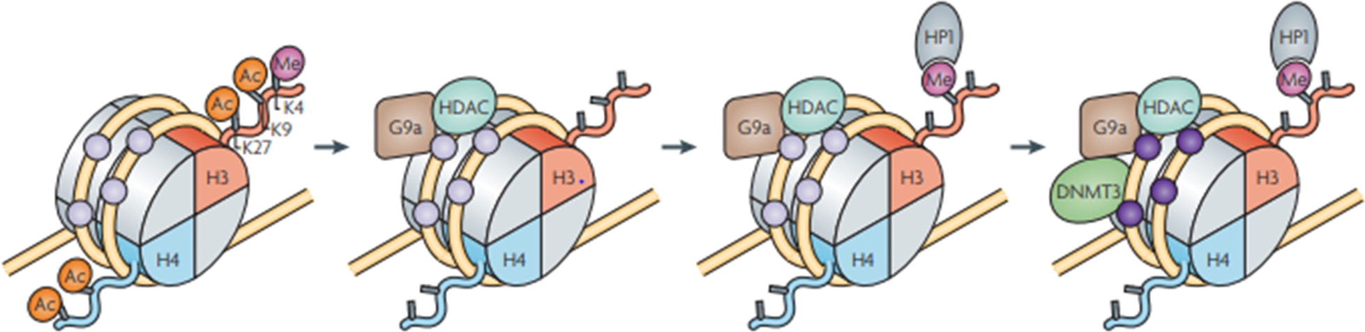 Fig. 15