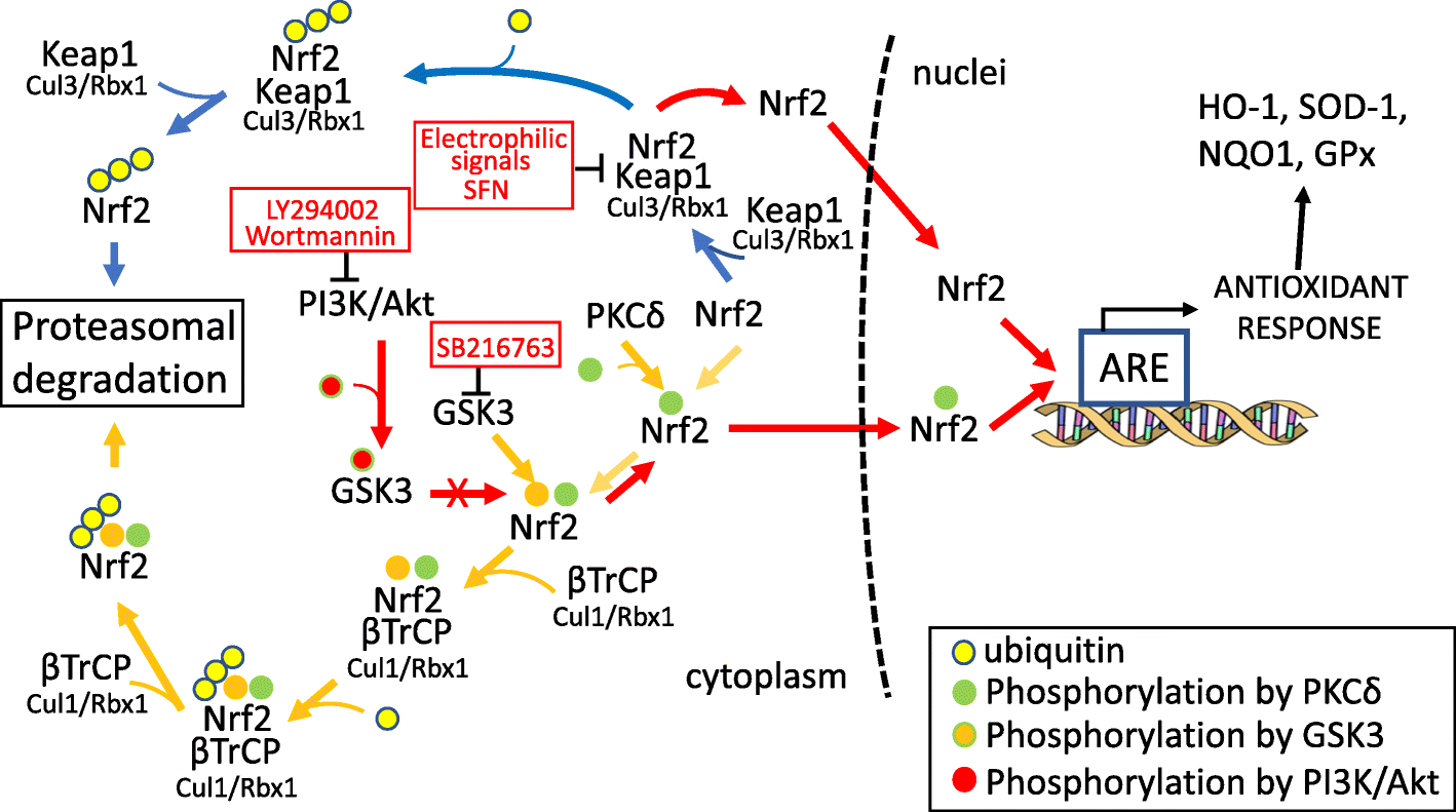 Fig. 11