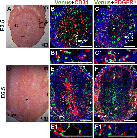 Fig. 11