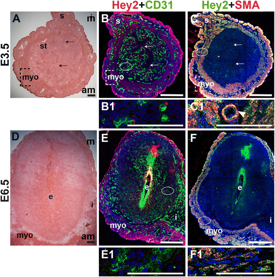 Fig. 12