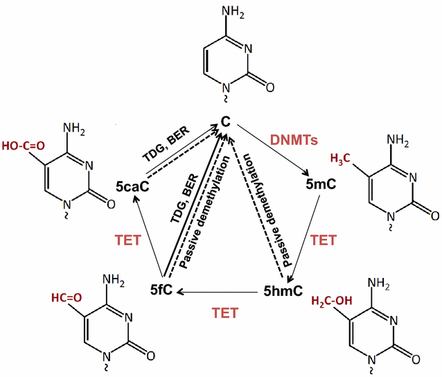 Fig. 1