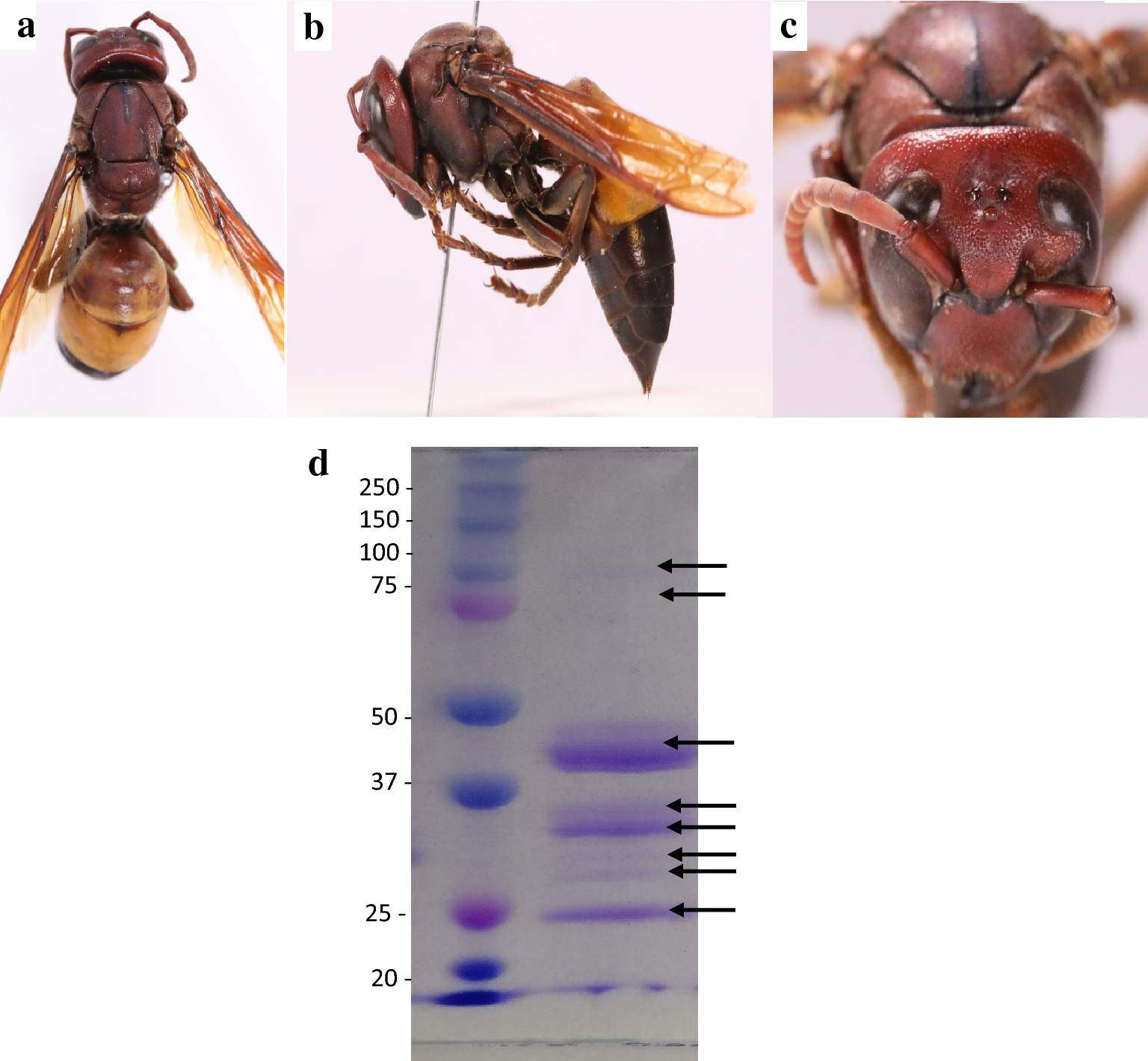 Fig. 2