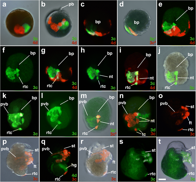 Fig. 10