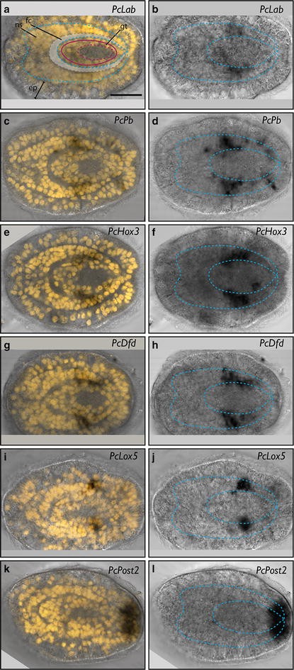 Fig. 4