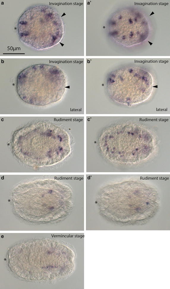 Fig. 5