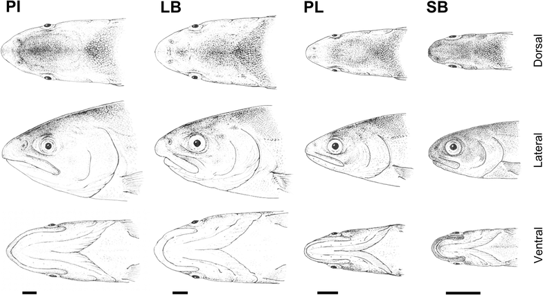 Fig. 1