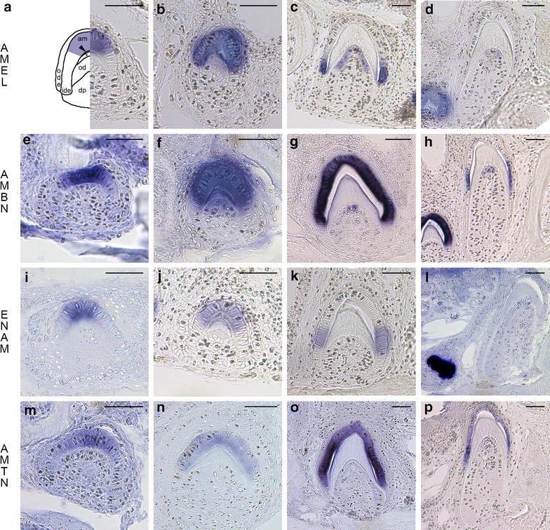 Fig. 2