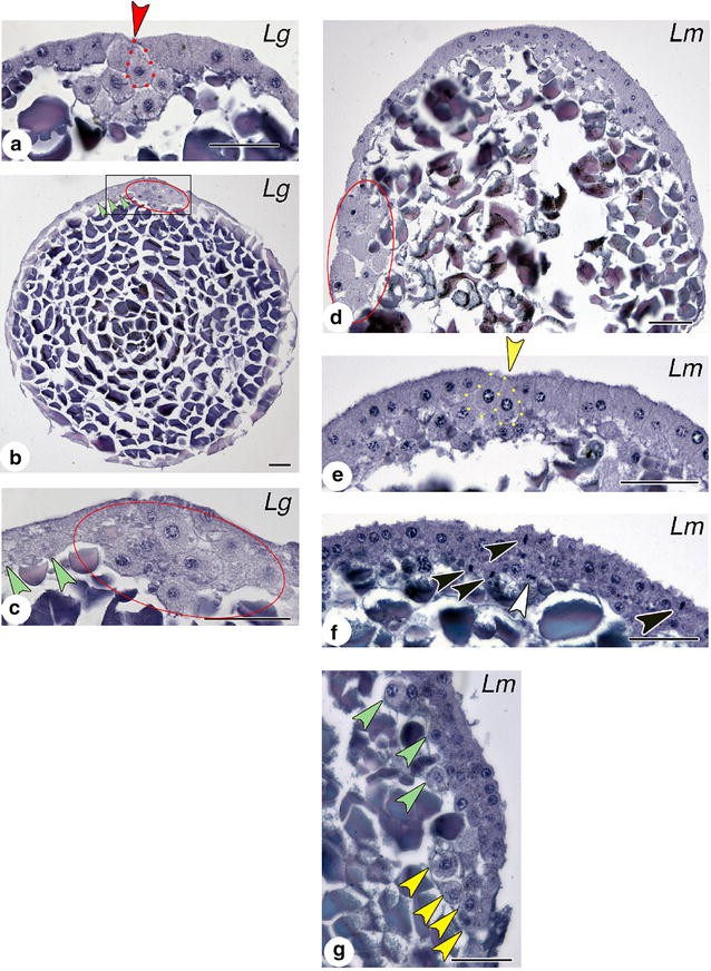 Fig. 5