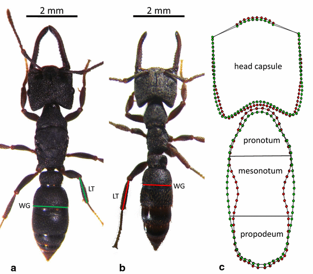 Fig. 2