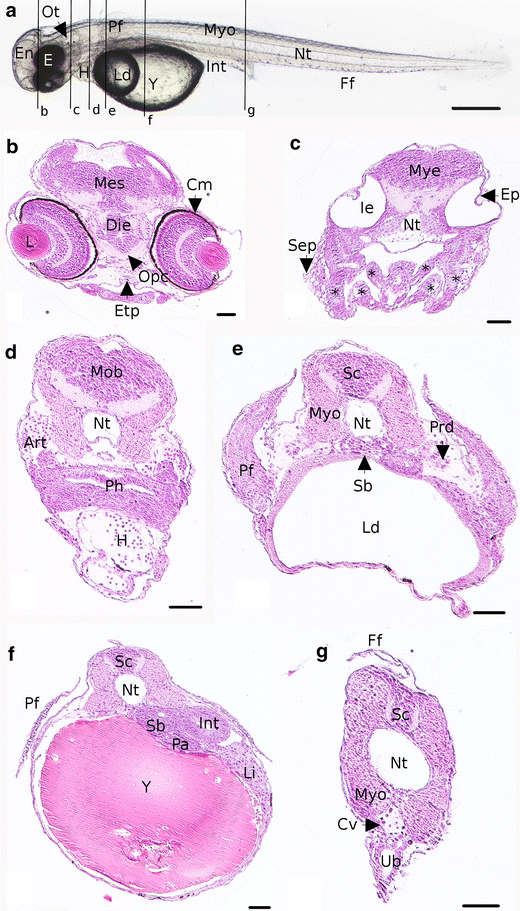 Fig. 6