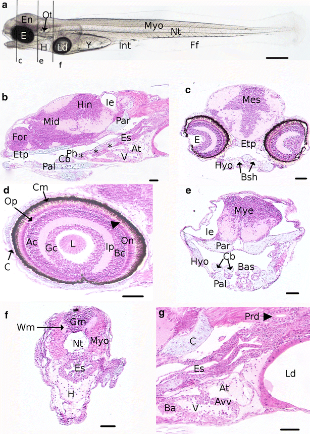 Fig. 8