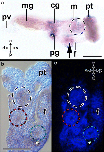 Fig. 10