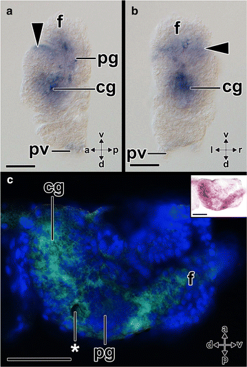 Fig. 11