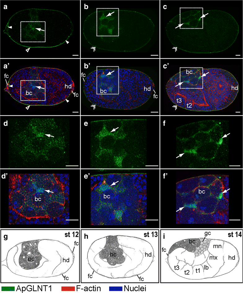 Fig. 4