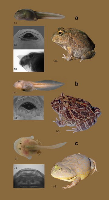 Fig. 2