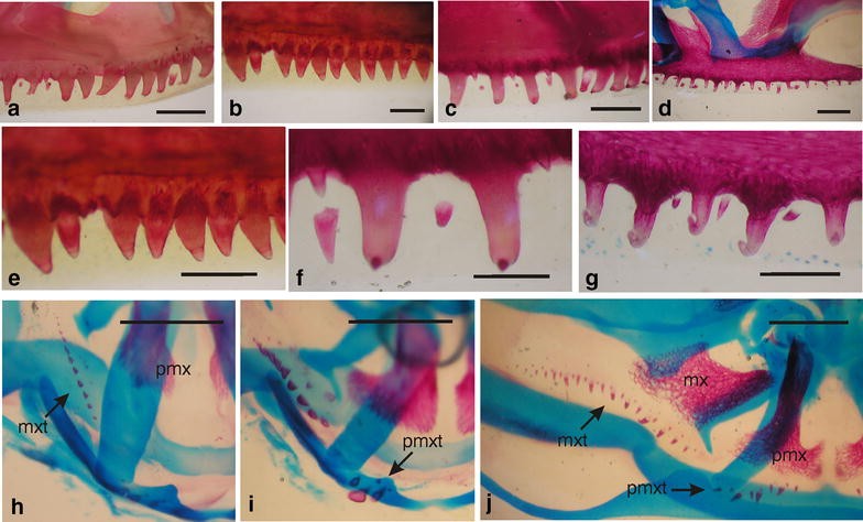 Fig. 9